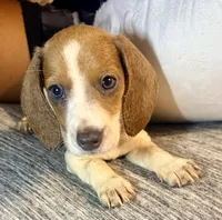 Hazel, a female Miniature Dachshund for sale in Milwaukee, WI – Photo 3 of 9