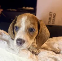 Hazel, a female Miniature Dachshund for sale in Milwaukee, WI – Photo 5 of 9