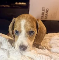 Hazel, a female Miniature Dachshund for sale in Milwaukee, WI – Photo 4 of 9