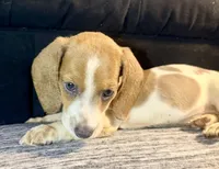 Hazel, a female Miniature Dachshund for sale in Milwaukee, WI – Photo 8 of 9