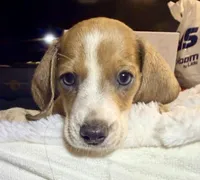 Hazel, a female Miniature Dachshund for sale in Milwaukee, WI – Photo 7 of 9