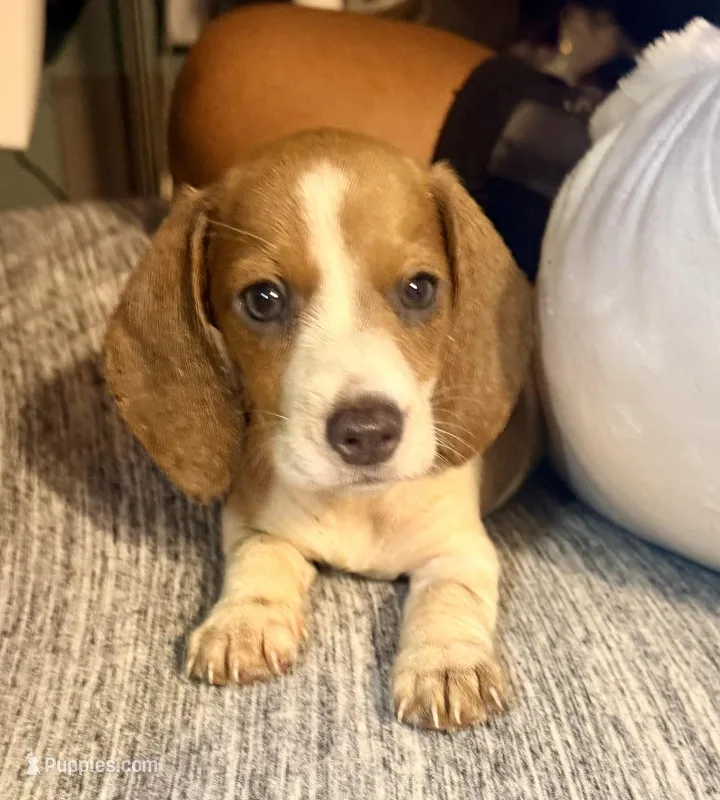 Hazel – Miniature Dachshund puppy for sale in Milwaukee, WI