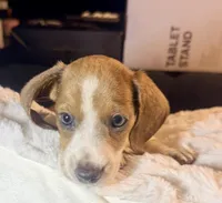 Hazel, a female Miniature Dachshund for sale in Milwaukee, WI – Photo 6 of 9