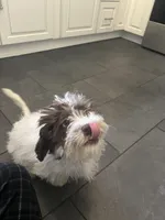 Hooper, a male Shihpoo for sale in Lynchburg City, VA – Photo 5 of 5