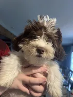 Hooper, a male Shihpoo for sale in Lynchburg City, VA – Photo 2 of 5