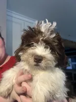 Hooper, a male Shihpoo for sale in Lynchburg City, VA – Photo 3 of 5