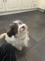 Hooper, a male Shihpoo for sale in Lynchburg City, VA – Photo 4 of 5