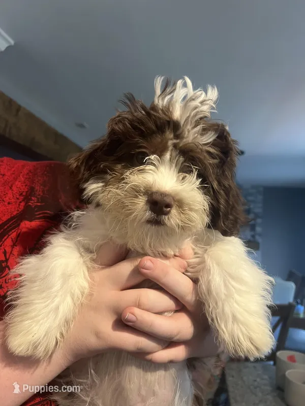 Hooper – Shihpoo puppy for sale in Lynchburg City, VA