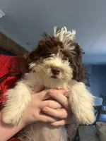 Hooper, a male Shihpoo for sale in Lynchburg City, VA – Photo 1 of 5