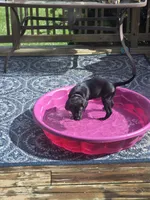 Dalia, a female Labrador Retriever for sale in Cayuga, IN – 4 of 4