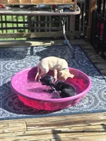 Rosey, a female Labrador Retriever for sale in Cayuga, IN – 2 of 3