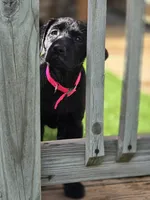 Rosey, a female Labrador Retriever for sale in Cayuga, IN – 1 of 3