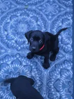 Rosey, a female Labrador Retriever for sale in Cayuga, IN – 3 of 3