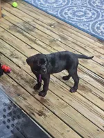 Dalia, a female Labrador Retriever for sale in Cayuga, IN – 3 of 4