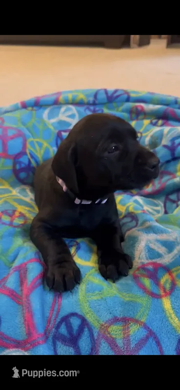 Dalia – Labrador Retriever puppy for sale in Cayuga, IN