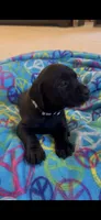 Dalia, a female Labrador Retriever for sale in Cayuga, IN – 1 of 4