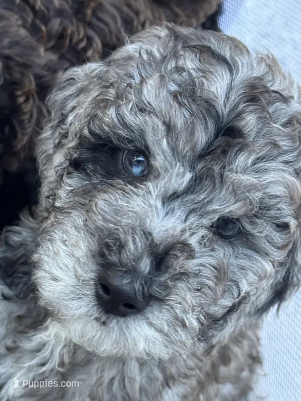 Green – Goldendoodle puppy for sale in Zephyrhills South, FL