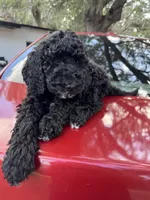 Orange, a male Goldendoodle for sale in Zephyrhills South, FL – 2 of 2