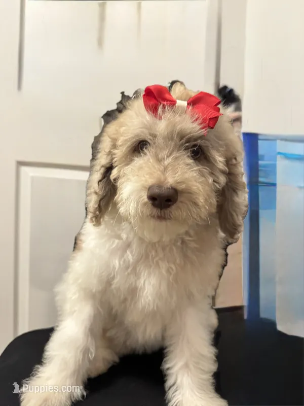Black – Goldendoodle puppy for sale in Zephyrhills South, FL