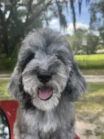 Green, a male Goldendoodle for sale in Zephyrhills South, FL – 2 of 3