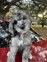 Green, a male Goldendoodle for sale in Zephyrhills South, FL – 3 of 3
