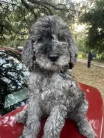 Rose, a female Goldendoodle for sale in Zephyrhills South, FL – 3 of 3