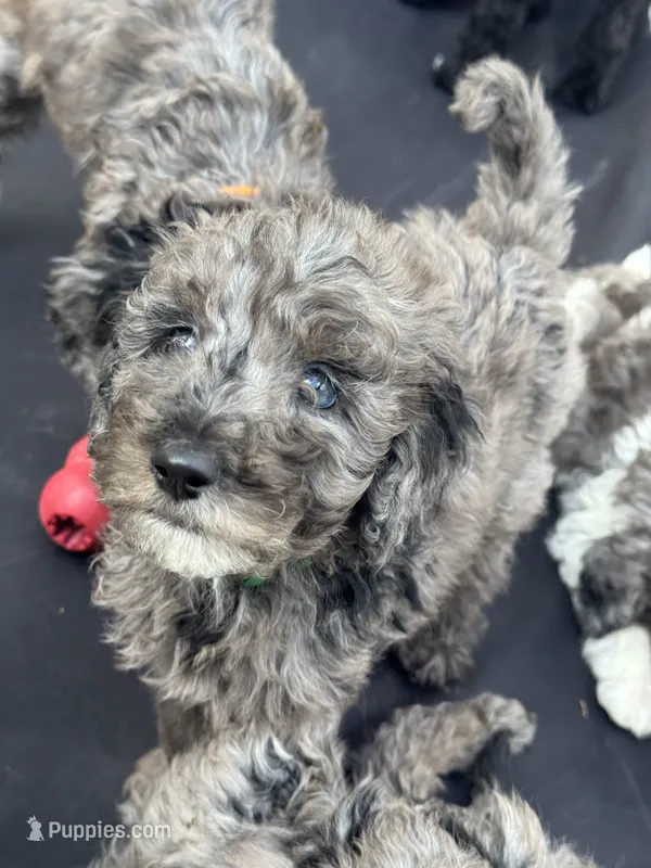 Mr green  – Goldendoodle puppy for sale in Zephyrhills South, FL