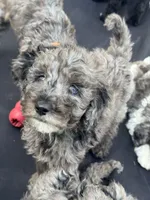 Mr green , a male Goldendoodle for sale in Zephyrhills South, FL – 1 of 1