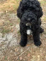 Orange, a male Goldendoodle for sale in Zephyrhills South, FL – 1 of 2