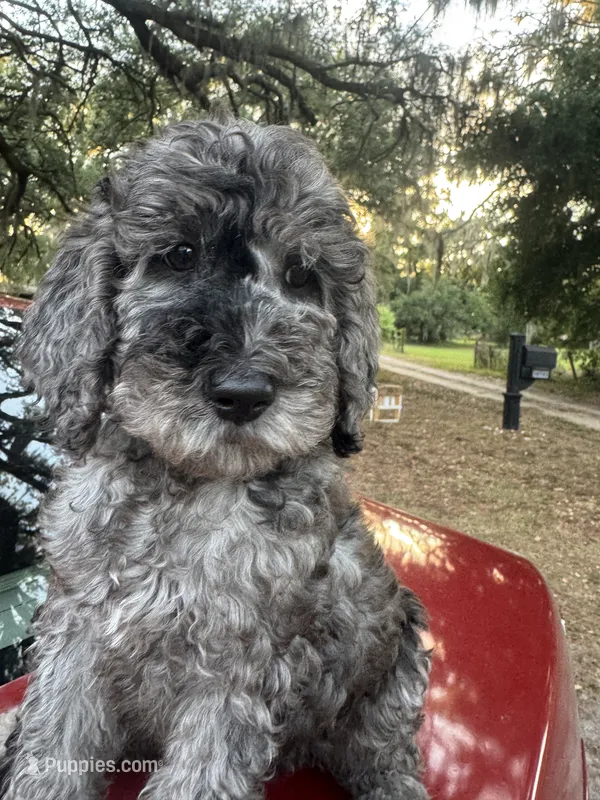 Rose – Goldendoodle puppy for sale in Zephyrhills South, FL