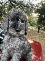 Rose, a female Goldendoodle for sale in Zephyrhills South, FL – 1 of 3