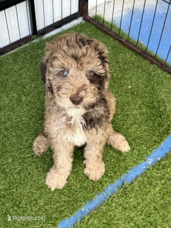 Jane – Goldendoodle puppy for sale in Zephyrhills South, FL