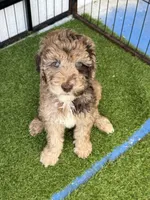 Jane, a female Goldendoodle for sale in Zephyrhills South, FL – 1 of 1