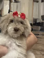Black, a female Goldendoodle for sale in Zephyrhills South, FL – 2 of 3