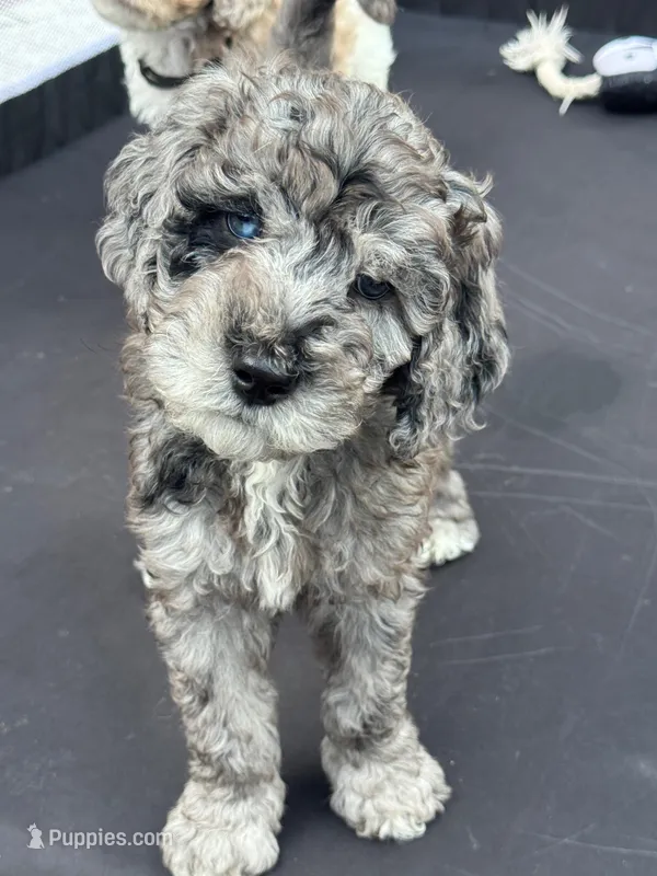 Green  – English Goldendoodle puppy for sale in Zephyrhills South, FL
