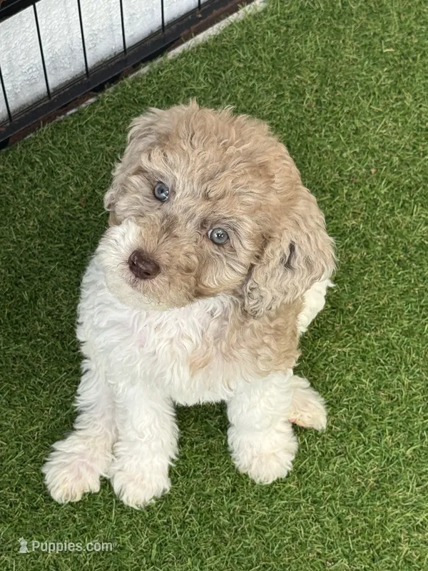 Girl black collar – Goldendoodle, Poodle - Standard  puppy for sale in Zephyrhills South, FL