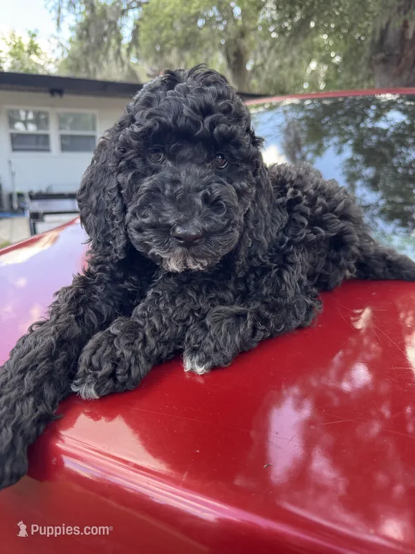 Black – Goldendoodle puppy for sale in Zephyrhills South, FL