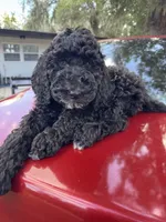 Black, a male Goldendoodle for sale in Zephyrhills South, FL – 1 of 1