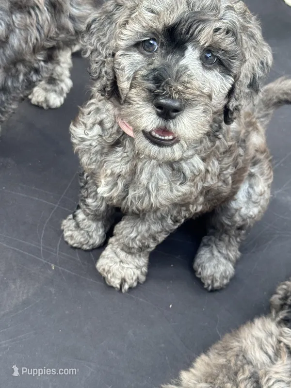 Pink  – Goldendoodle puppy for sale in Zephyrhills South, FL