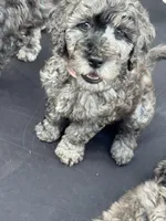 Pink , a female Goldendoodle for sale in Zephyrhills South, FL – 1 of 1