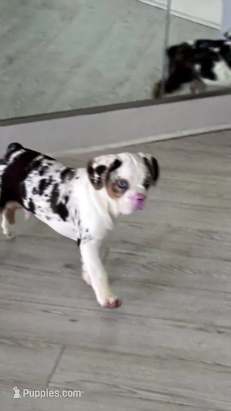 Onyx – French Bulldog puppy for sale in Chicago, IL