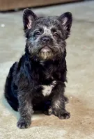 Elvira, a female French Bulldog for sale in Chicago, IL – Photo 1 of 6