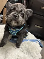 Elvira, a female French Bulldog for sale in Chicago, IL – Photo 5 of 6