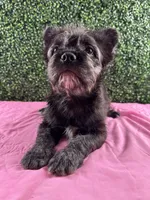 Elvira, a female French Bulldog for sale in Chicago, IL – Photo 6 of 6