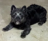 Elvira, a female French Bulldog for sale in Chicago, IL – Photo 4 of 6