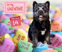 Elvira, a female French Bulldog for sale in Chicago, IL – Photo 2 of 6