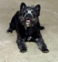 Elvira, a female French Bulldog for sale in Chicago, IL – Photo 3 of 6