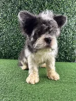 Tux, a male French Bulldog for sale in Chicago, IL – Photo 5 of 5