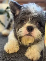 Tux, a male French Bulldog for sale in Chicago, IL – Photo 1 of 5