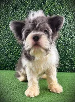 Tux, a male French Bulldog for sale in Chicago, IL – Photo 4 of 5